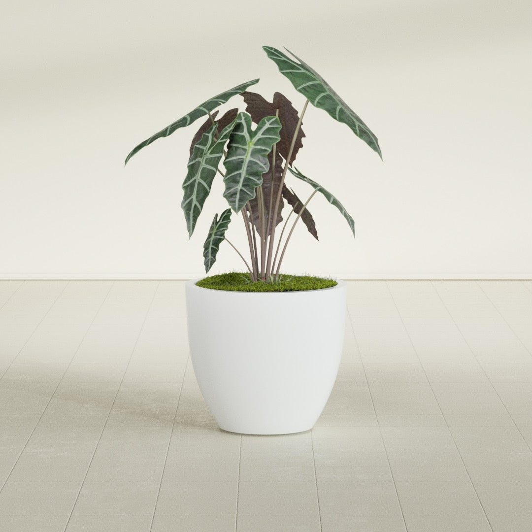 Wannsee Medium Round Fiberglass Planter - 27 in x 27 in x 24 in - Matte White - Matte White,27 in x 27 in x 24 in