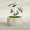 Short Hayden Medium Round Fiberglass Planter - 20 in x 20 in x 10 in - Satin Beige - Satin Beige,20 in x 20 in x 10 in