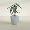 Wannsee Medium Round Fiberglass Planter - 27 in x 27 in x 24 in - Metallic Silver - Metallic Silver,27 in x 27 in x 24 in