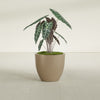 Wannsee Medium Round Fiberglass Planter - 27 in x 27 in x 24 in - Metallic Gold - Metallic Gold,27 in x 27 in x 24 in