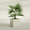 Montroy Large Cube Square Fiberglass Planter - 32 in x 32 in x 32 in - Satin Beige - Satin Beige,32 in x 32 in x 32 in