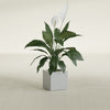 Montroy Small Cube Square Fiberglass Planter - 12 in x 12 in x 12 in - Metallic Silver - Metallic Silver,12 in x 12 in x 12 in
