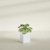 Miami Small Rectangle Fiberglass Planter - 12 in x 12 in x 18 in - Gloss White - Gloss White,12 in x 12 in x 18 in