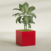 Montroy Large Cube Square Fiberglass Planter - 36 in x 36 in x 36 in - Gloss Red - Gloss Red,36 in x 36 in x 36 in