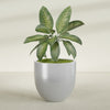 Alzira Large Round Fiberglass Planter - 36 in x 36 in x 34 in - Metallic Silver - Metallic Silver,36 in x 36 in x 34 in