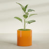 Rio Grande Medium Round Fiberglass Planter - 22 in x 22 in x 22 in - Gloss Tangerine - Gloss Tangerine,22 in x 22 in x 22 in