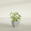 Lima Small Tapered Square Fiberglass Planter - 12 in x 12 in x 12 in - Metallic Silver - Metallic Silver,12 in x 12 in x 12 in