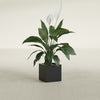Montroy Small Cube Square Fiberglass Planter - 12 in x 12 in x 12 in - Matte Black - Matte Black,12 in x 12 in x 12 in