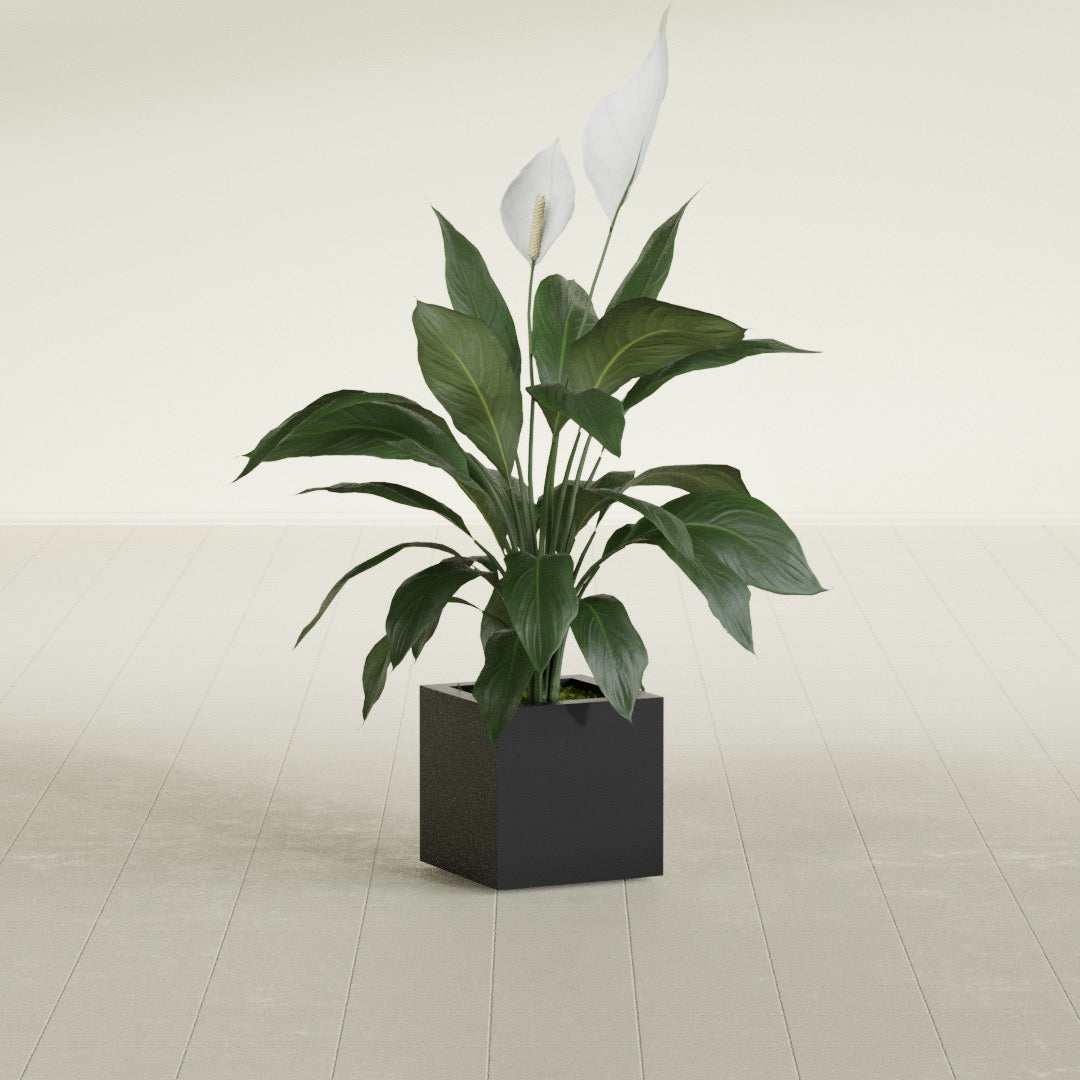 Montroy Small Cube Square Fiberglass Planter - 12 in x 12 in x 12 in - Matte Black - Matte Black,12 in x 12 in x 12 in