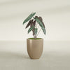 Valencia Small Round Fiberglass Planter - 15 in x 15 in x 18 in - Metallic Gold - Metallic Gold,15 in x 15 in x 18 in