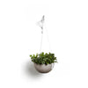 Hanging Brussels Small Bowl Planter - 13 in x 13 in x 6.5 in - Taupe - Taupe,13 in x 13 in x 6.5 in