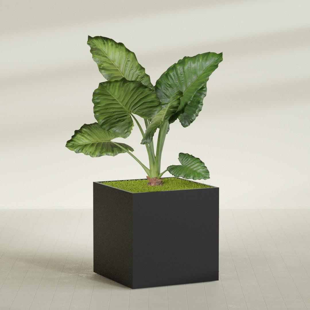 Montroy Extra Large Cube Square Fiberglass Planter - 48 in x 48 in x 48 in - Matte Black - Matte Black,48 in x 48 in x 48 in