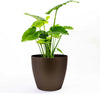 Harrison Small Round Plastic Planter - 15 in x 15 in x 13.5 in - Espresso Metallic - Espresso Metallic,15 in x 15 in x 13.5 in
