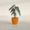 Wannsee Medium Round Fiberglass Planter - 22 in x 22 in x 19 in - Gloss Tangerine - Gloss Tangerine,22 in x 22 in x 19 in