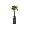 Rotterdam Medium Tall Square Planter - 12.6 in x 12.6 in x 27.5 in - Planter + Saucer - Dark Grey - Dark Grey,12.5 in x 12.5 in x 27.5 in,Planter + Saucer