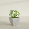 Tapered Square - 16in x 16in x 16in - StoneLight - Greystone - StoneLight - Greystone,16 in x 16 in x 16 in