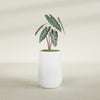 Tall Hayden Medium Round Fiberglass Planter - 12 in x 12 in x 20 in - Matte White - Matte White,12 in x 12 in x 20 in