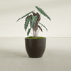 Wannsee Medium Round Fiberglass Planter - 27 in x 27 in x 24 in - Matte Brown - Matte Brown,27 in x 27 in x 24 in