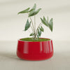 Short Hayden Medium Round Fiberglass Planter - 20 in x 20 in x 10 in - Gloss Red - Gloss Red,20 in x 20 in x 10 in