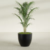 Wannsee Large Round Fiberglass Planter - 33 in x 33 in x 29 in - Matte Black - Matte Black,33 in x 33 in x 29 in