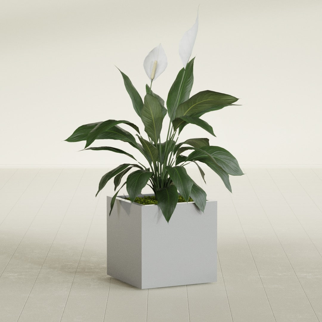 Montroy Medium Cube Square Fiberglass Planter - 20 in x 20 in x 20 in - Metallic Silver - Metallic Silver,20 in x 20 in x 20 in