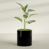Rio Grande Medium Round Fiberglass Planter - 22 in x 22 in x 22 in - Gloss Black - Gloss Black,22 in x 22 in x 22 in