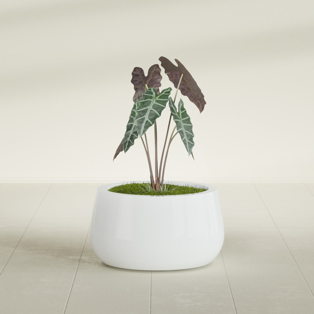 Short Hayden Small Round Fiberglass Planter - 16 in x 16 in x 8 in - Matte White - Matte White,16 in x 16 in x 8 in