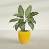 Alzira Medium Round Fiberglass Planter - 23 in x 23 in x 22 in - Gloss Saffron - Gloss Saffron,23 in x 23 in x 22 in