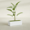 Cuba Large Long Rectangle Fiberglass Planter - 36 in x 14 in x 12 in - Gloss White - Gloss White,36 in x 14 in x 12 in