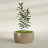 Casablanca Large Round Low Bowl Fiberglass Planter - 36 in x 36 in x 18 in - Metallic Gold - Metallic Gold,36 in x 36 in x 18 in