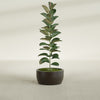Casablanca Medium Round Low Bowl Fiberglass Planter - 20 in x 20 in x 10 in - Matte Brown - Matte Brown,20 in x 20 in x 10 in