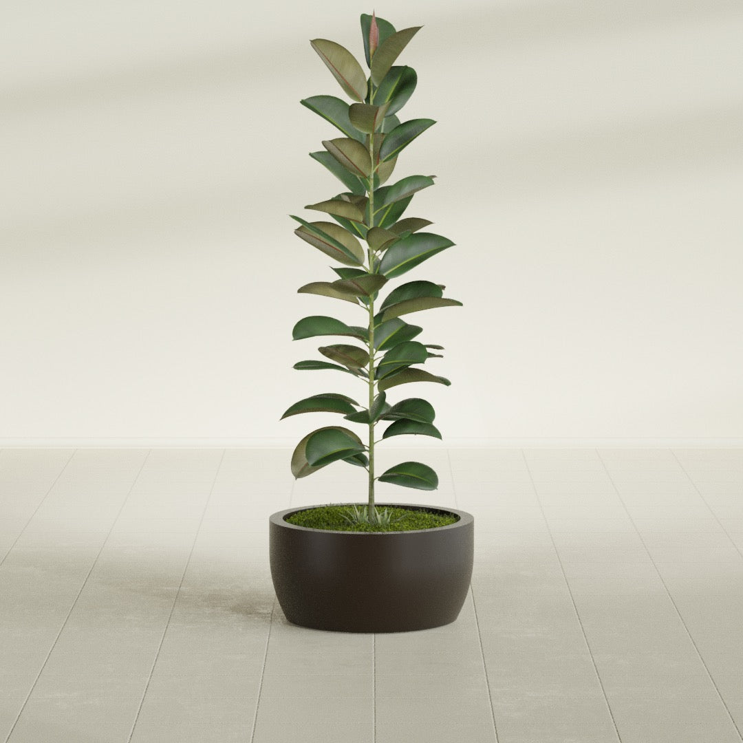 Casablanca Medium Round Low Bowl Fiberglass Planter - 20 in x 20 in x 10 in - Matte Brown - Matte Brown,20 in x 20 in x 10 in