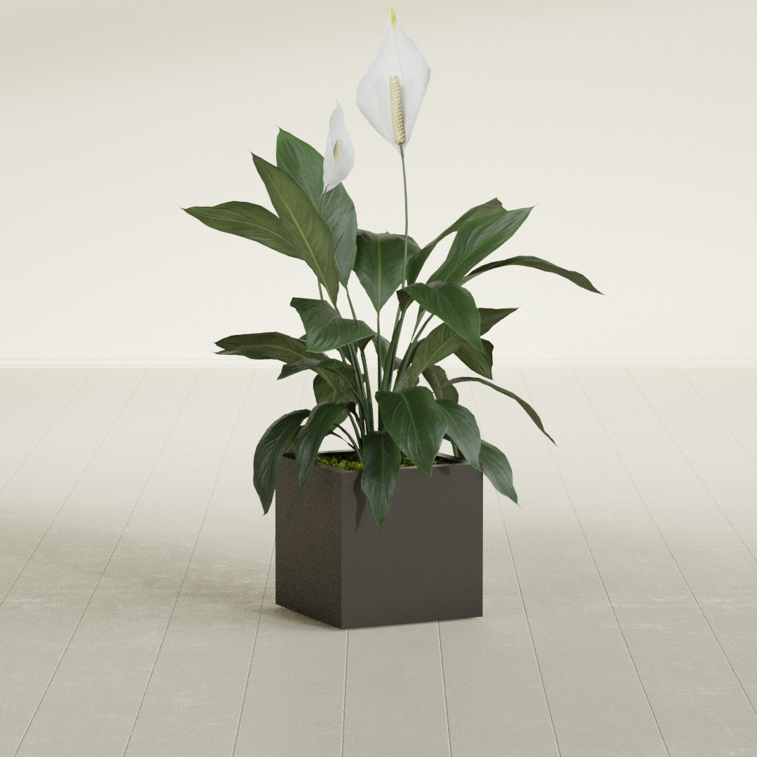 Montroy Small Cube Square Fiberglass Planter - 16 in x 16 in x 16 in - Matte Brown - Matte Brown,16 in x 16 in x 16 in