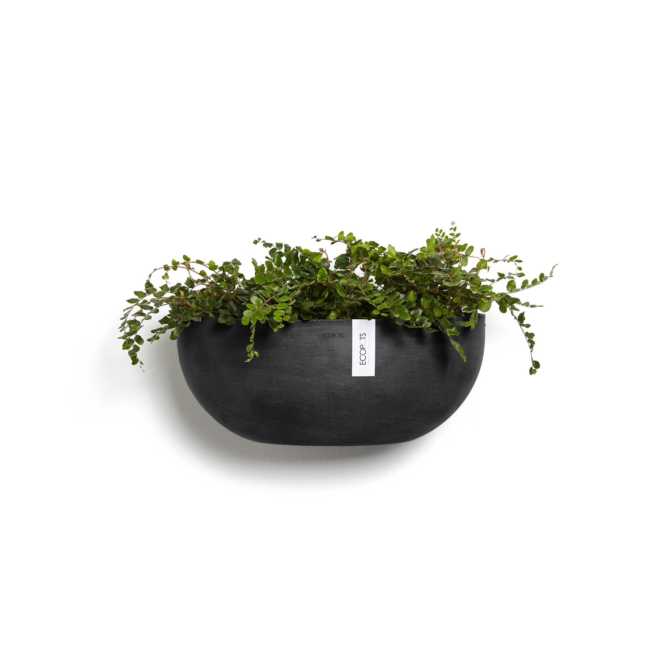 Sofia Wall Small Conical Wall Planter - 16.5 in x 10 in x 7 in - Dark Grey - Dark Grey,16.5 in x 16.5 in x 7 in
