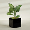 Montroy Extra Large Cube Square Fiberglass Planter - 48 in x 48 in x 48 in - Gloss Black - Gloss Black,48 in x 48 in x 48 in