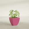 Lima Small Tapered Square Fiberglass Planter - 16 in x 16 in x 16 in - Gloss Pink Violet - Gloss Pink Violet,16 in x 16 in x 16 in
