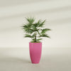 Brannan Medium Round Fiberglass Planter - 18 in x 18 in x 29 in - Gloss Pink Violet - Gloss Pink Violet,18 in x 18 in x 29 in