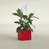 Montroy Small Cube Square Fiberglass Planter - 16 in x 16 in x 16 in - Gloss Red - Gloss Red,16 in x 16 in x 16 in