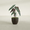 Wannsee Medium Round Fiberglass Planter - 22 in x 22 in x 19 in - Matte Brown - Matte Brown,22 in x 22 in x 19 in