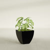 Lima Small Tapered Square Fiberglass Planter - 16 in x 16 in x 16 in - Gloss Black - Gloss Black,16 in x 16 in x 16 in