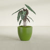 Wannsee Medium Round Fiberglass Planter - 27 in x 27 in x 24 in - Satin Green - Satin Green,27 in x 27 in x 24 in