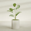 Rio Grande Medium Round Fiberglass Planter - 18 in x 18 in x 20 in - Satin Beige - Satin Beige,18 in x 18 in x 20 in