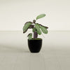 Wannsee Small Round Fiberglass Planter - 15 in x 15 in x 13 in - Gloss Black - Gloss Black,15 in x 15 in x 13 in