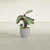 Wannsee Small Round Fiberglass Planter - 15 in x 15 in x 13 in - Metallic Silver - Metallic Silver,15 in x 15 in x 13 in
