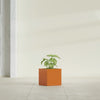 Monaco Square - 7in x 7in x 7 - Gloss Tangerine - Gloss Tangerine,7 in x 7 in x 7 in