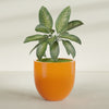 Alzira Large Round Fiberglass Planter - 36 in x 36 in x 34 in - Gloss Tangerine - Gloss Tangerine,36 in x 36 in x 34 in