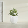Santa Barbara Medium Round Fiberglass Planter - 23 in x 23 in x 20.3 in - Matte White - Matte White,23 in x 23 in x 20 in