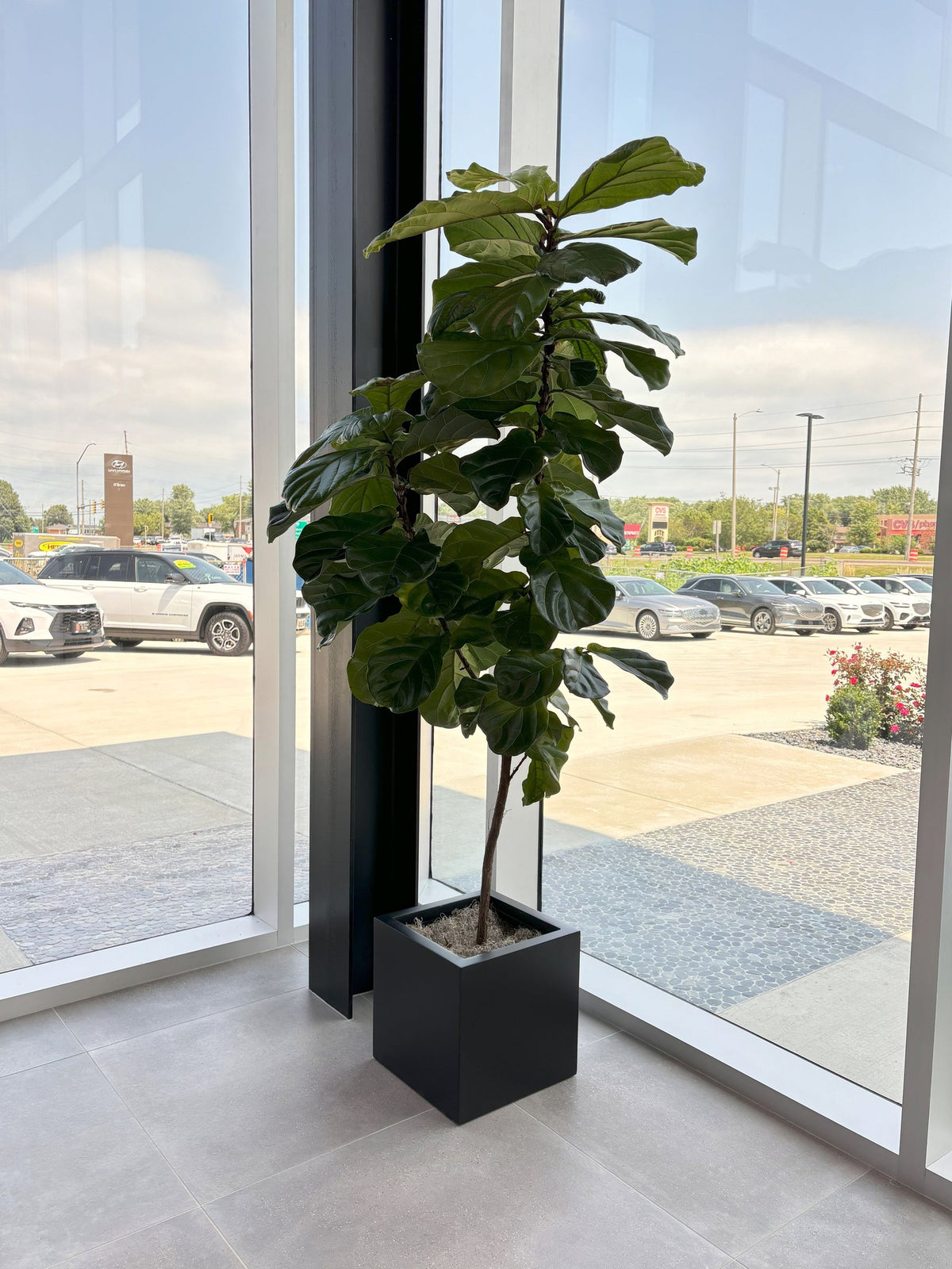 Interiorscaping Helps Create Welcoming Environment at Central Illinois Car Dealership – photo 10