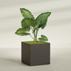 Montroy Extra Large Cube Square Fiberglass Planter - 48 in x 48 in x 48 in - Matte Brown - Matte Brown,48 in x 48 in x 48 in