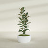 Casablanca Medium Round Low Bowl Fiberglass Planter - 24 in x 24 in x 12 in - Matte White - Matte White,24 in x 24 in x 12 in